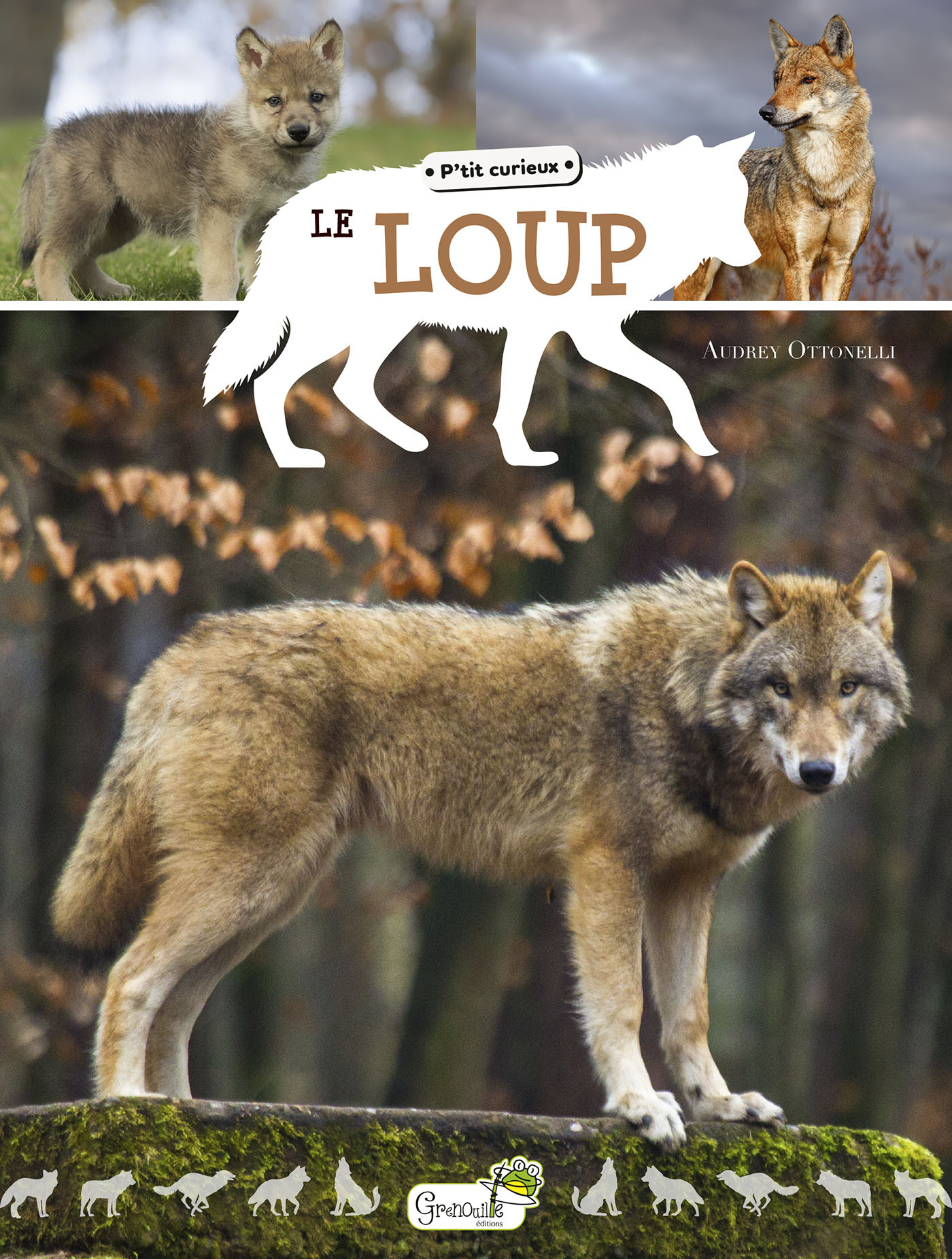 LE LOUP//P'TIT CURIEUX/GRENOUILLE/